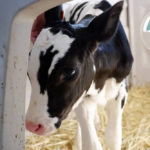 Calf picture