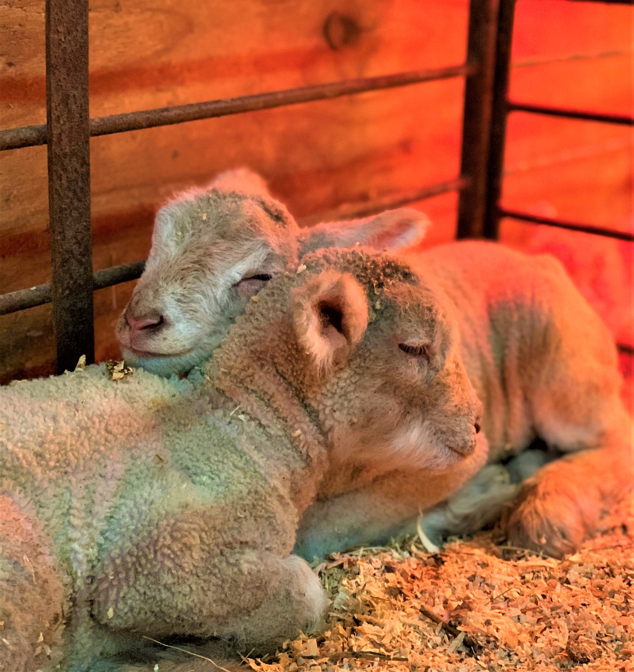 Sleeping lambs
