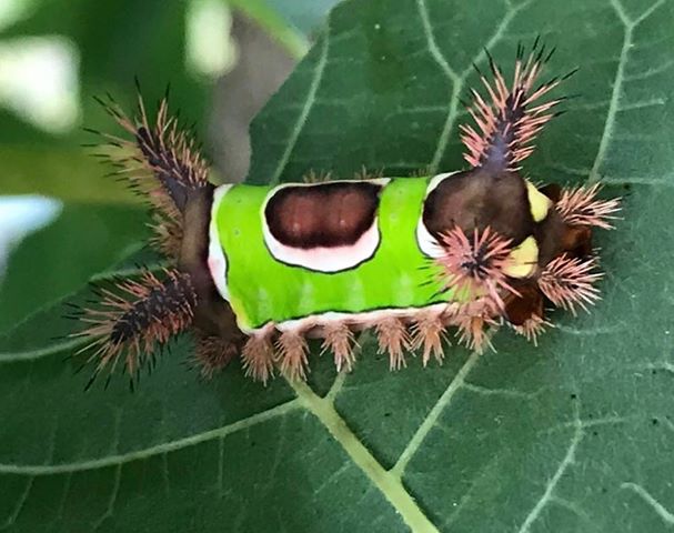 Saddle back caterpillar