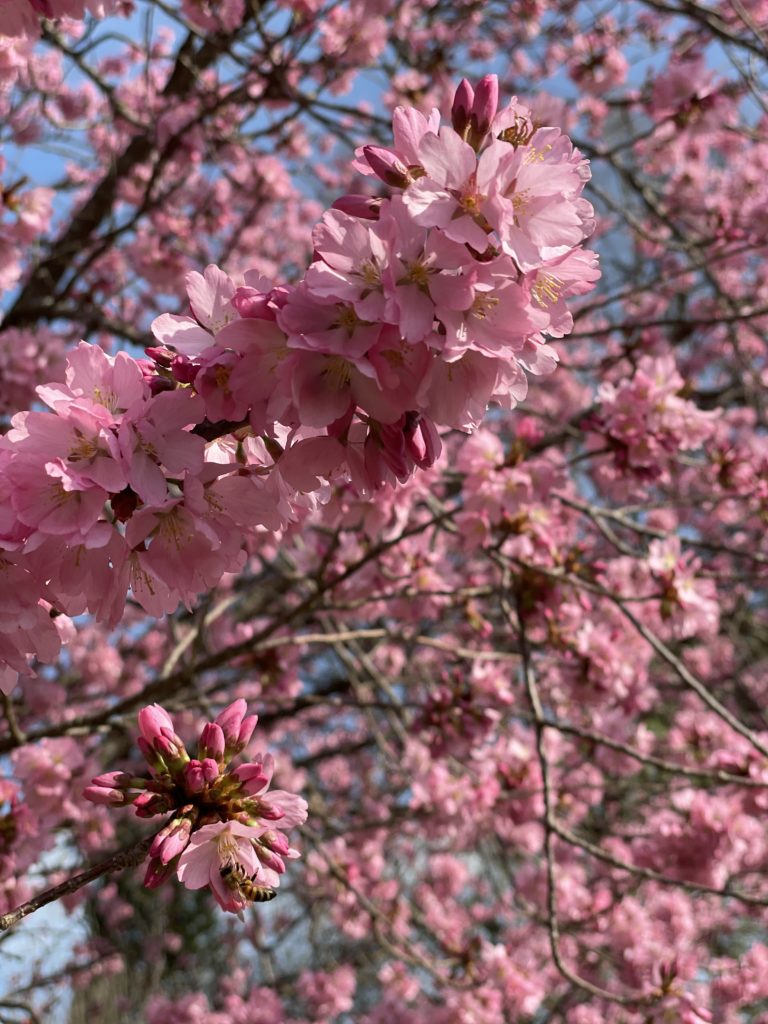closeup of cherry blossoms