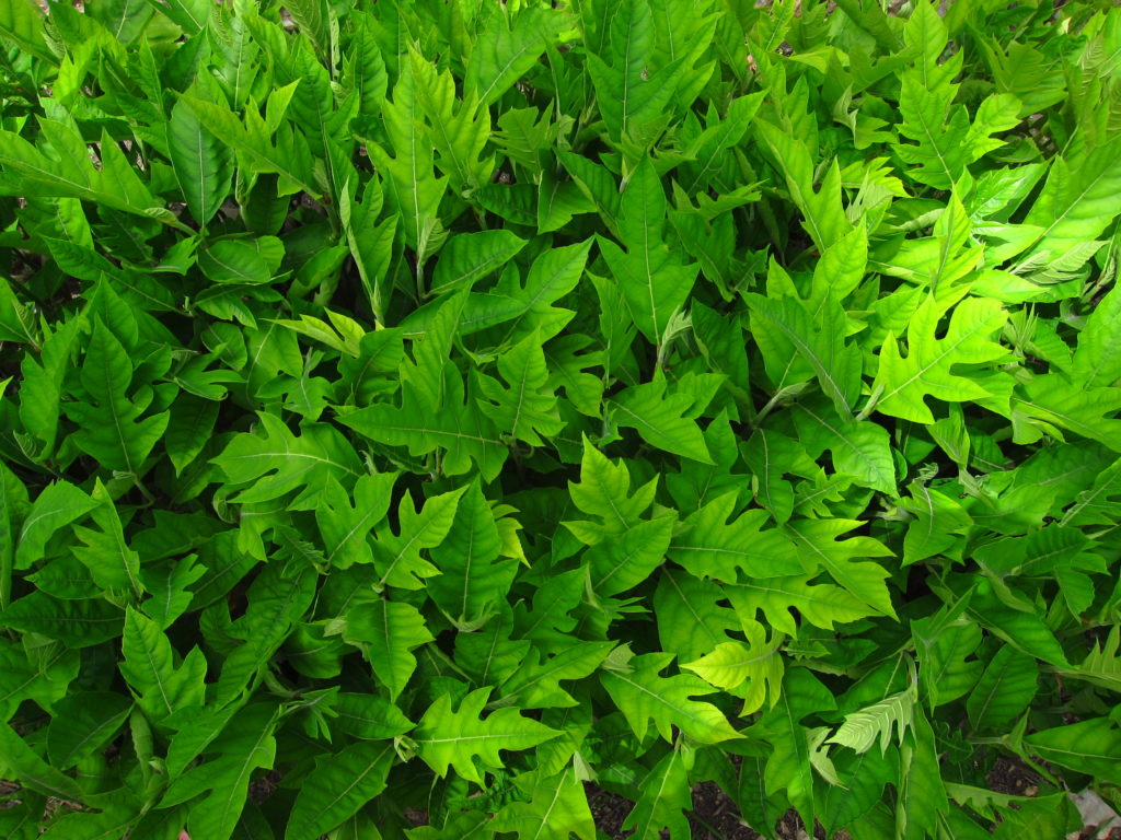 Breadfruit tree saplings