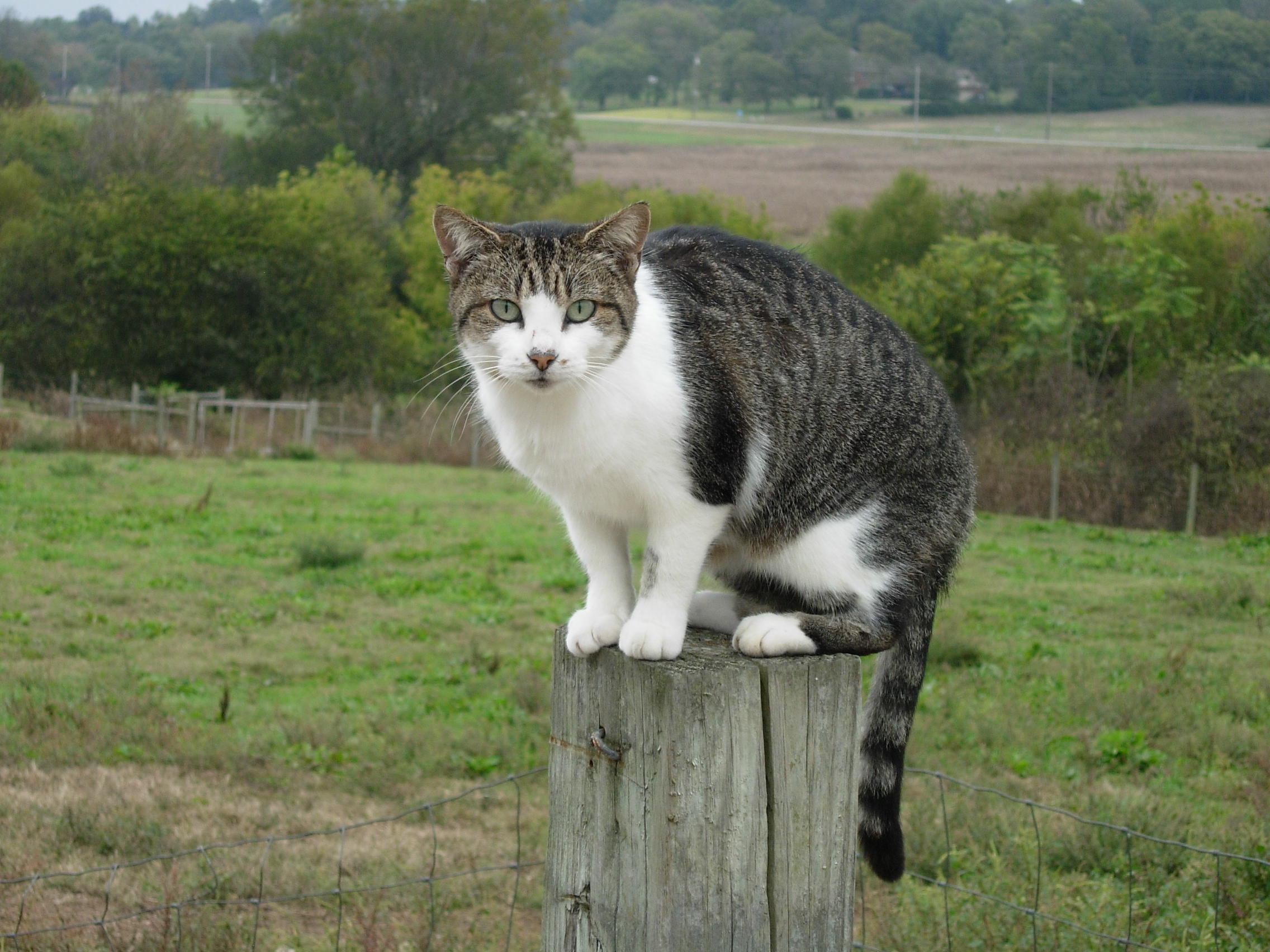 Assassin cat perched for the kill