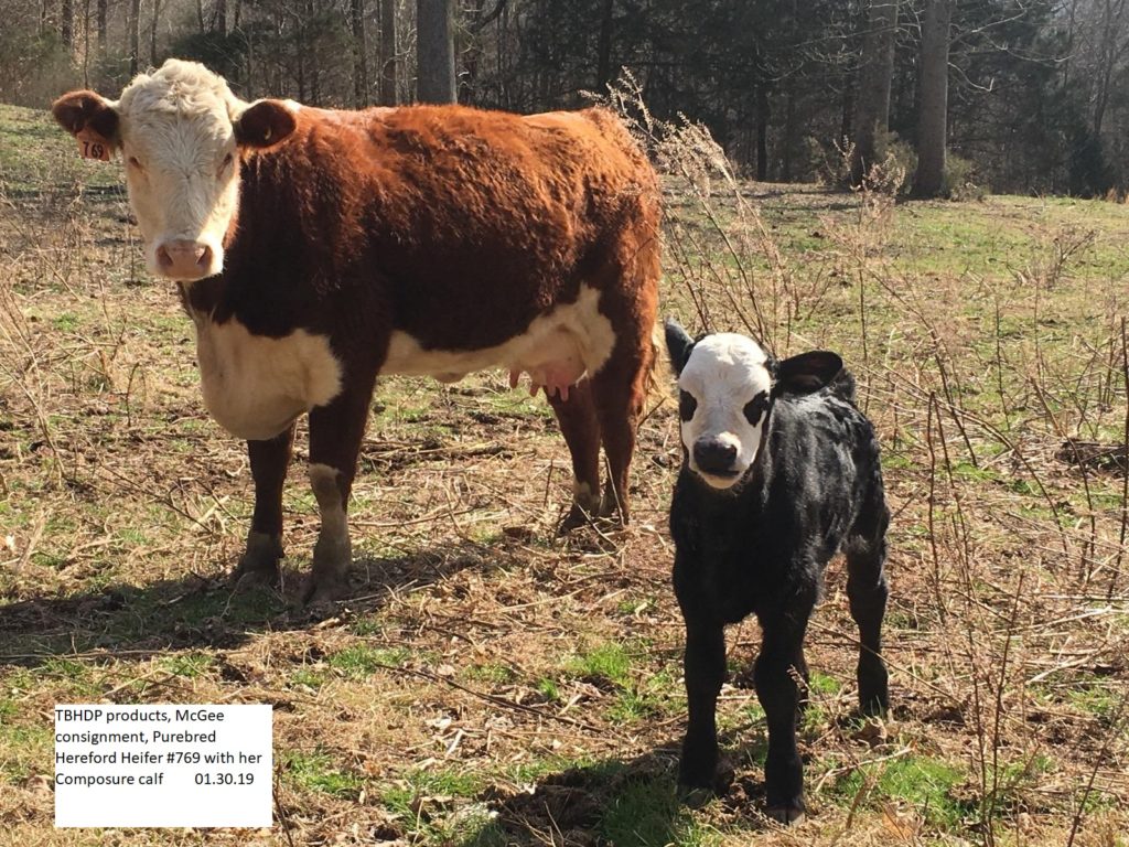 Confident Cow