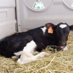a calf laying in a bed of straw