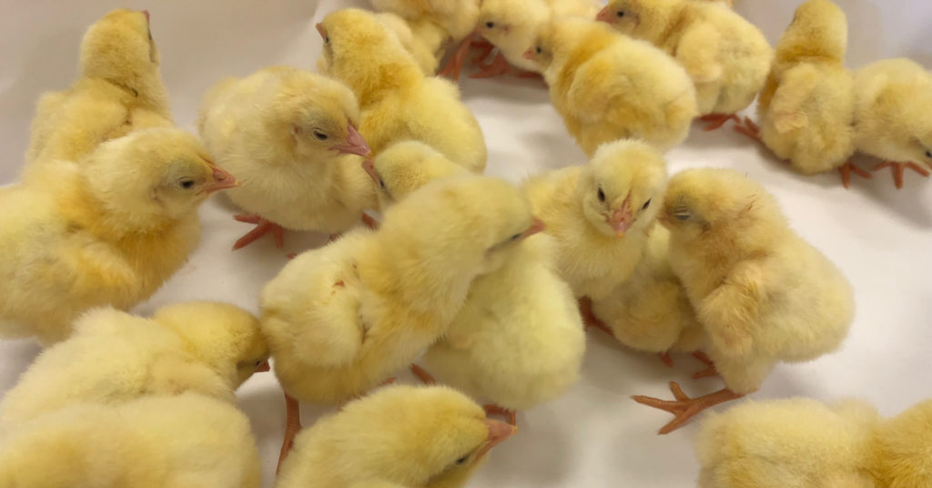 a group of baby chicks