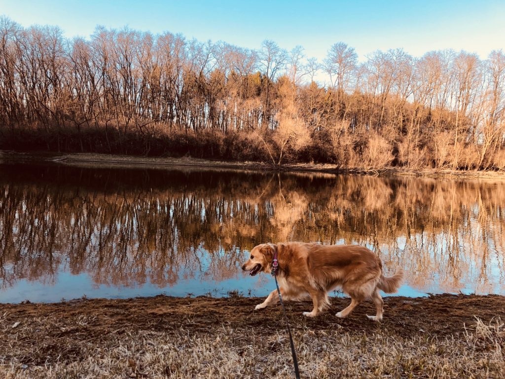 dog walking by pond