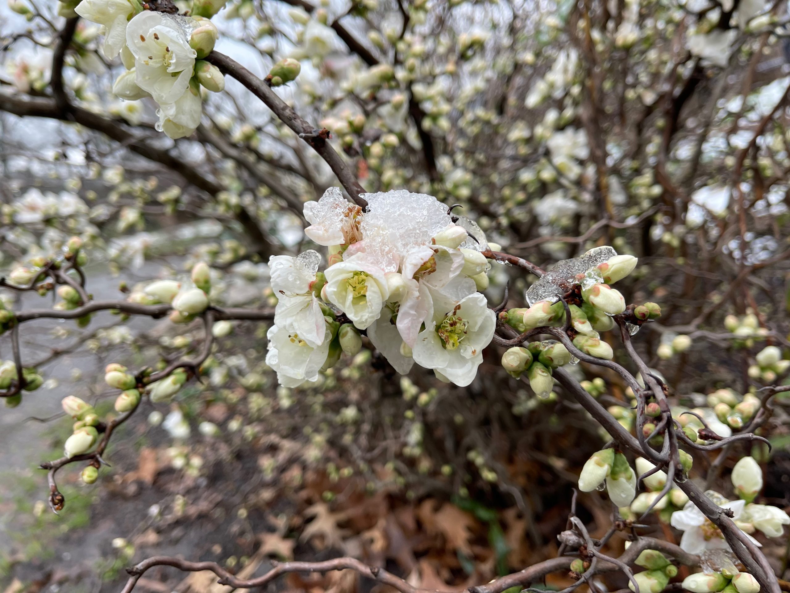 White flowering quince with snow