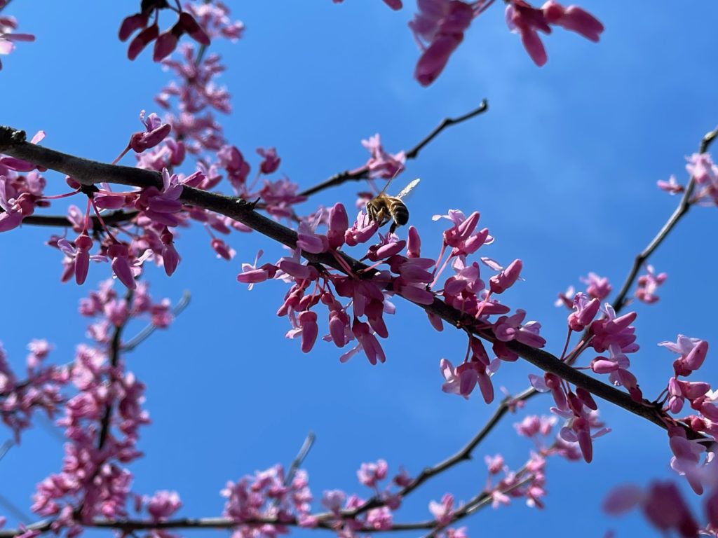 Redbud tree branch with blue sky