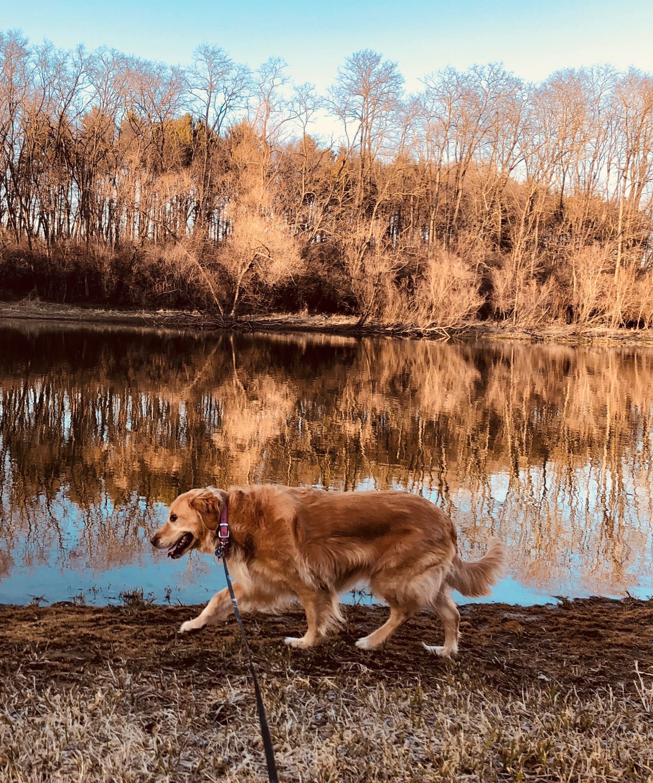 dog walking by pond 