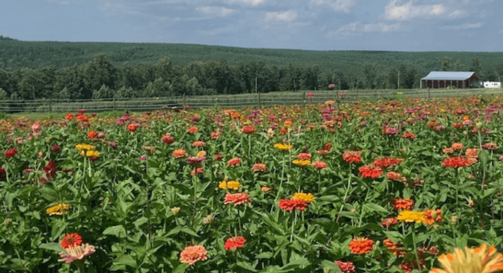 The view from our You-Pick Garden
