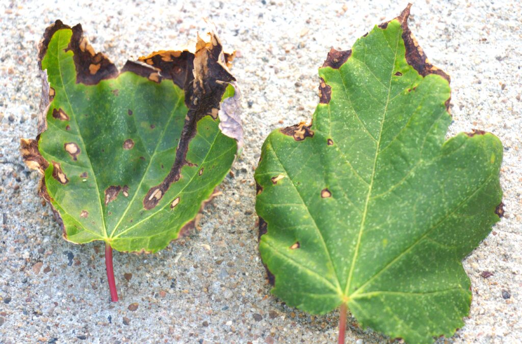 Maple leaf infected with a anthracnose fungal disease having leaf spots and leaf distortion