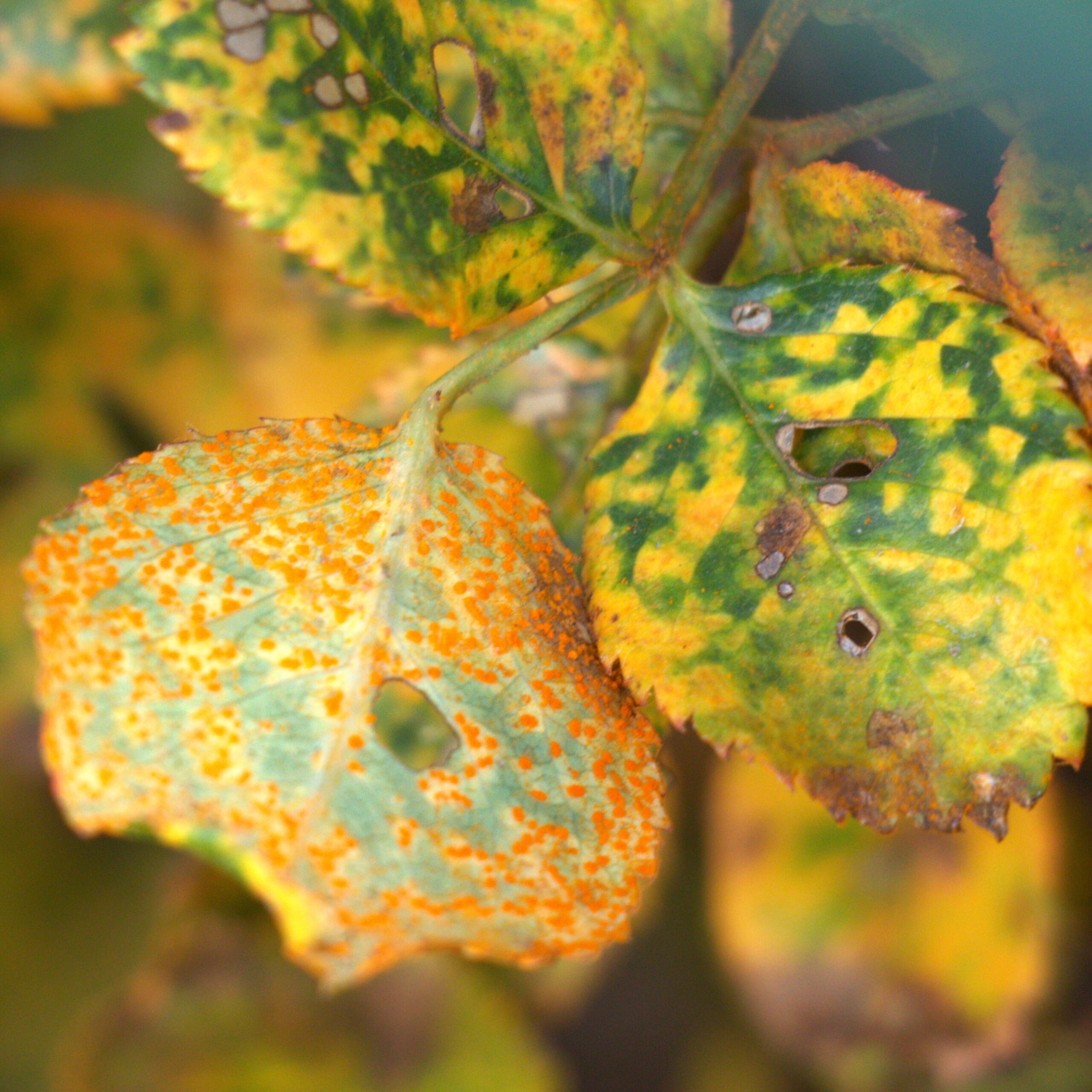 Three leaves with rust scale 