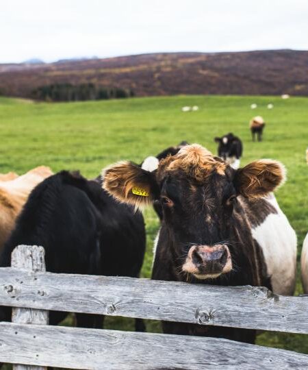 UT Beef COws 