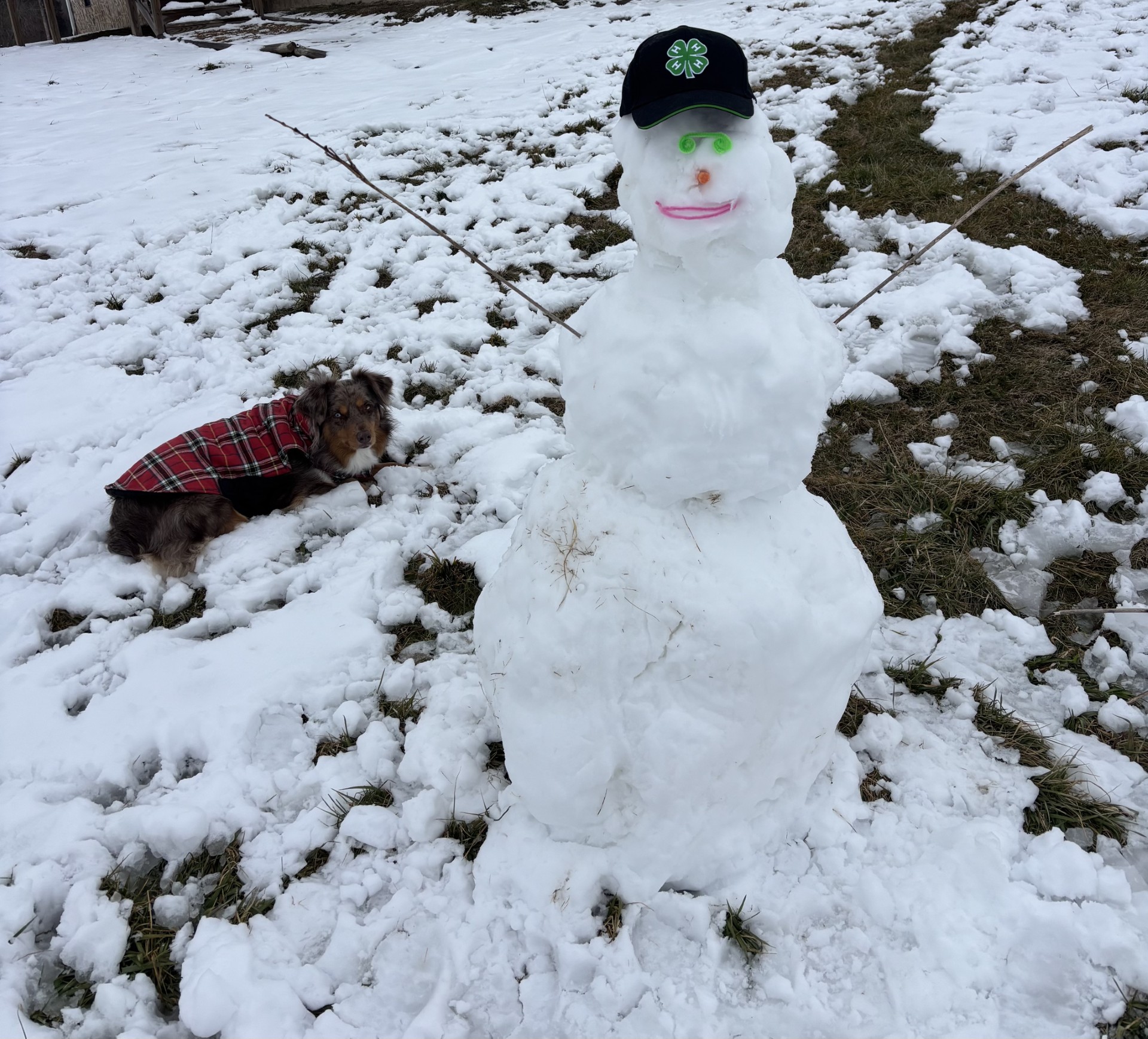 Snowman wearing 4-H hat next to a brown dog in a red coat