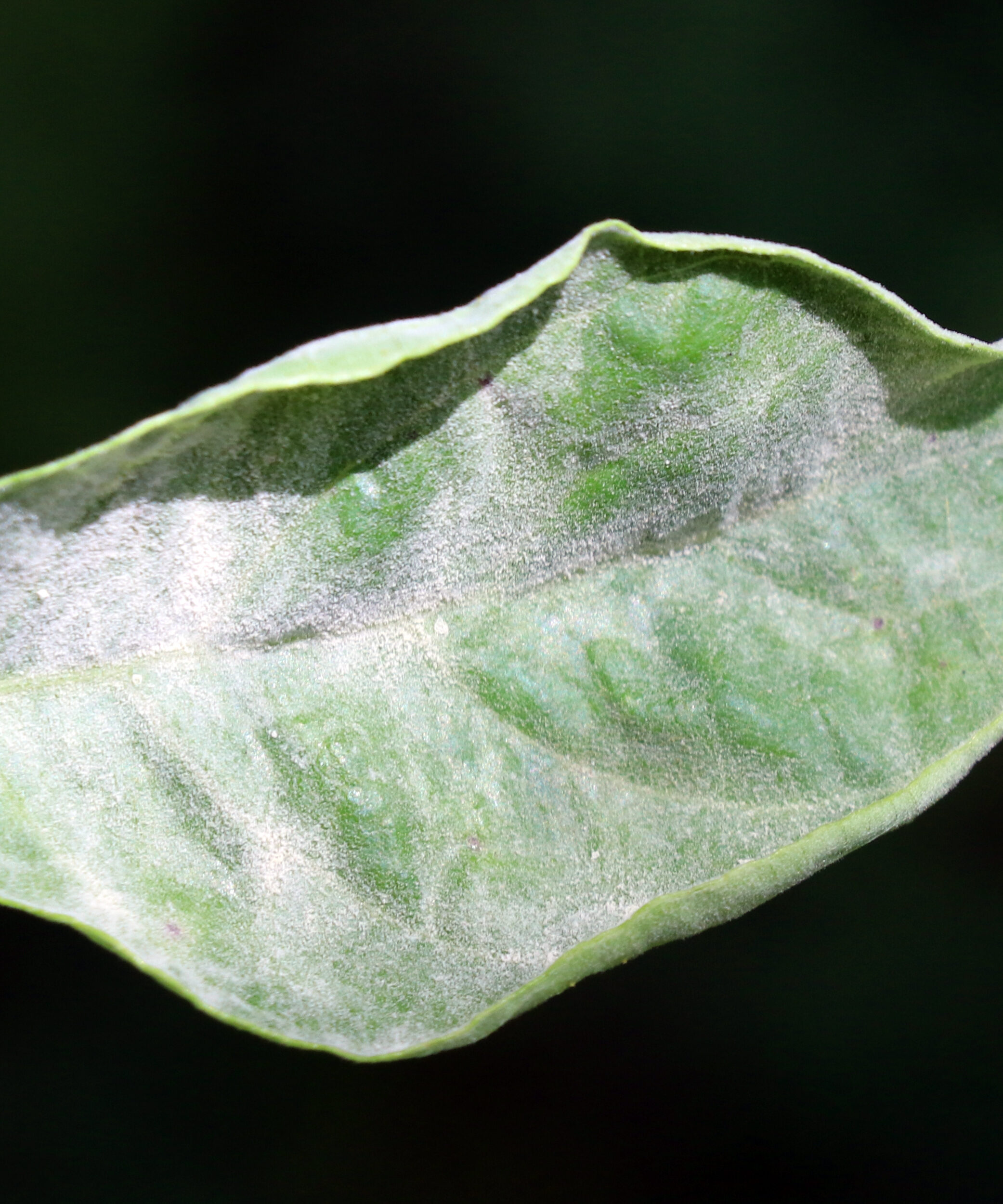 Leaf 