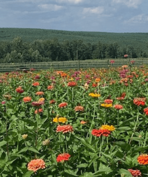 flowers on a farm 